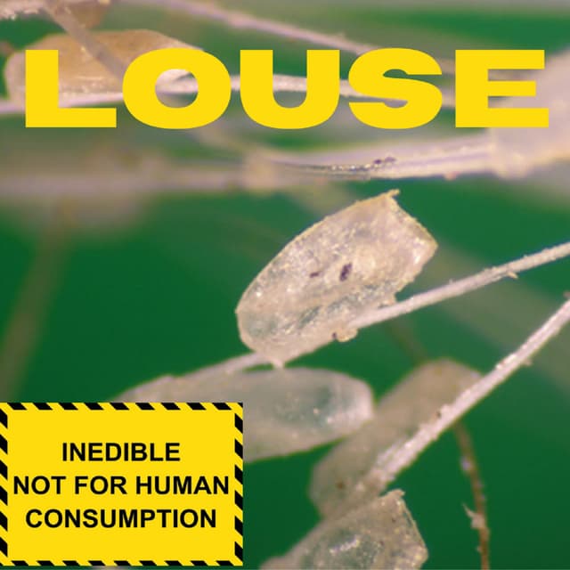 Louse